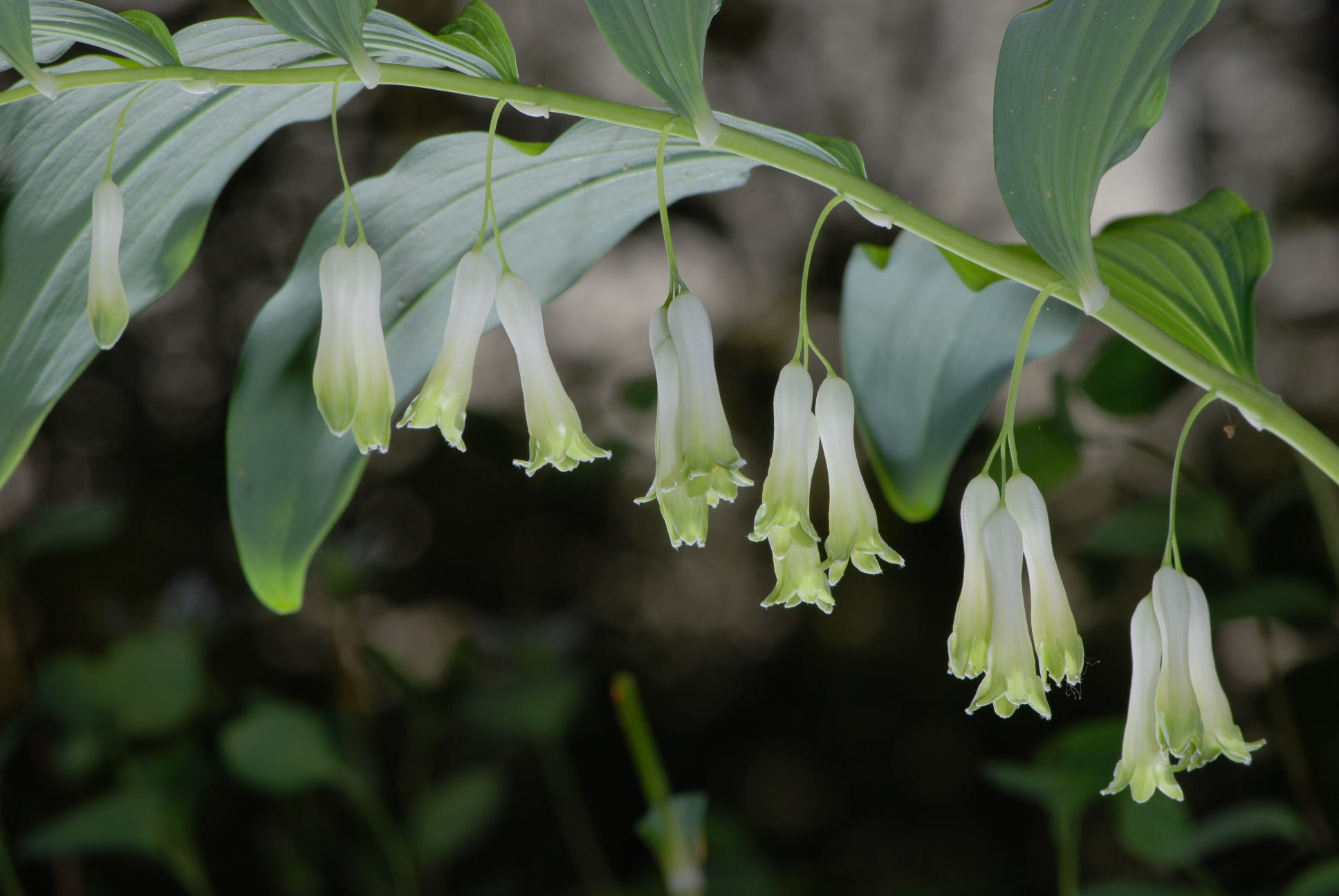 Polygonatum multiflorum / Sigillo di Salomone